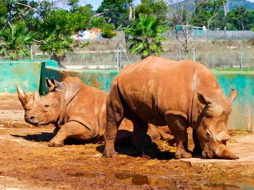 Safari Zoo