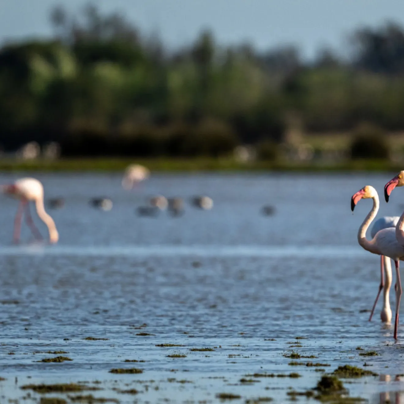 Parc national de Doñana