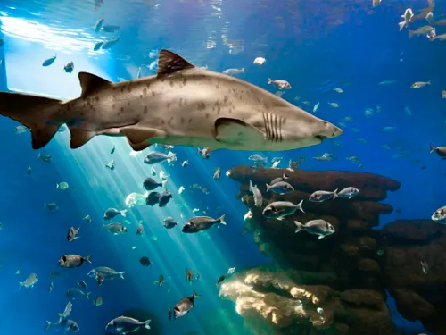 Palma Aquarium