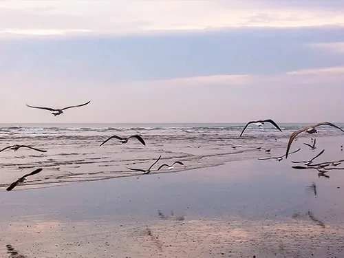 Doñana National Park