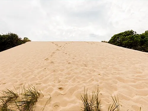 Dunes of Doñana National Park