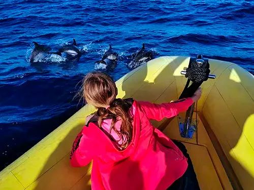 Wal- en dolfijnspotten in Puerto del Carmen