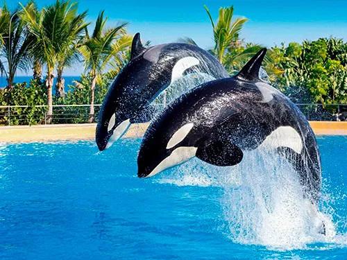 Loro Parque