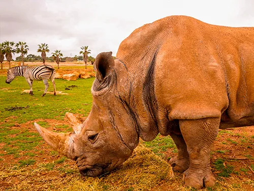 afari Zoo in Sa Coma