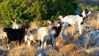 El baño de las cabras