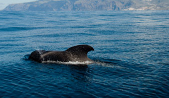 Avistamiento de ballenas en Puerto de Santiago