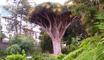 Jardín Botánico